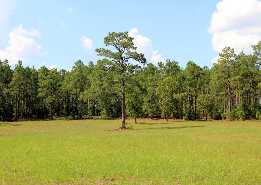 Equestrian lots bordering Hitchcock Woods