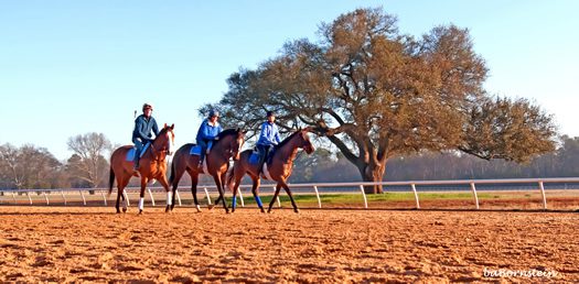 Things to do in Aiken this winter.