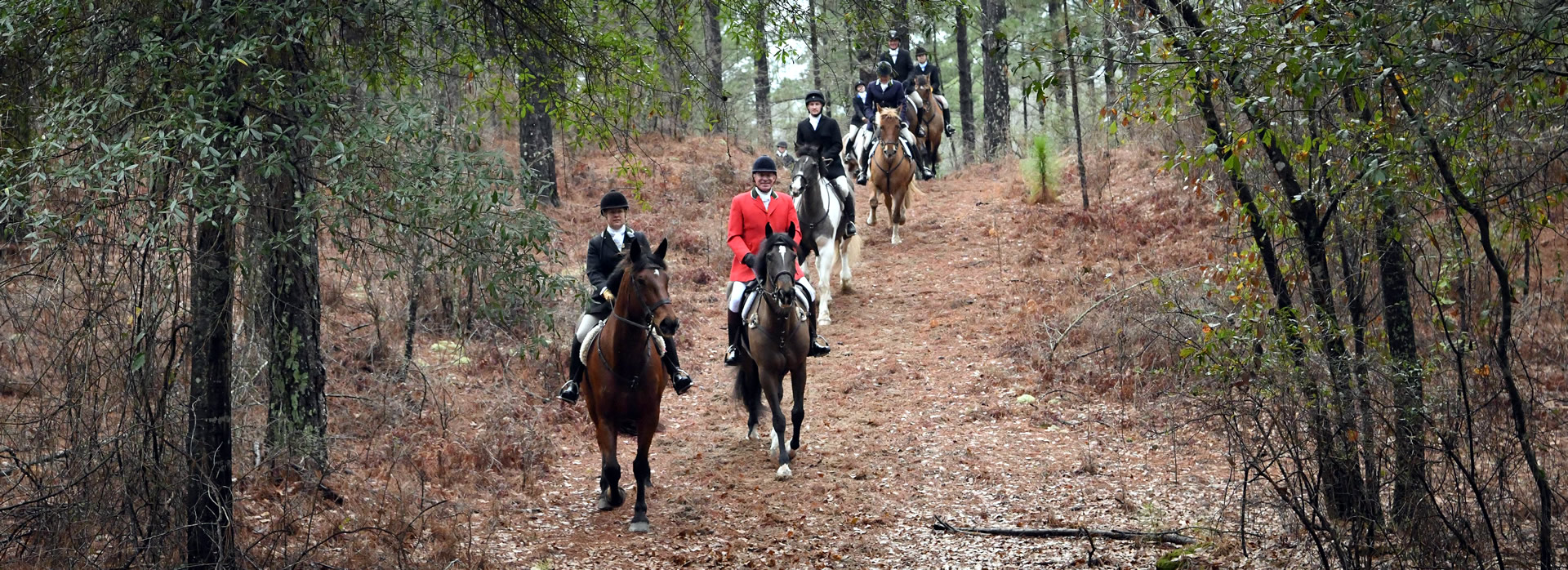 Aiken Horses