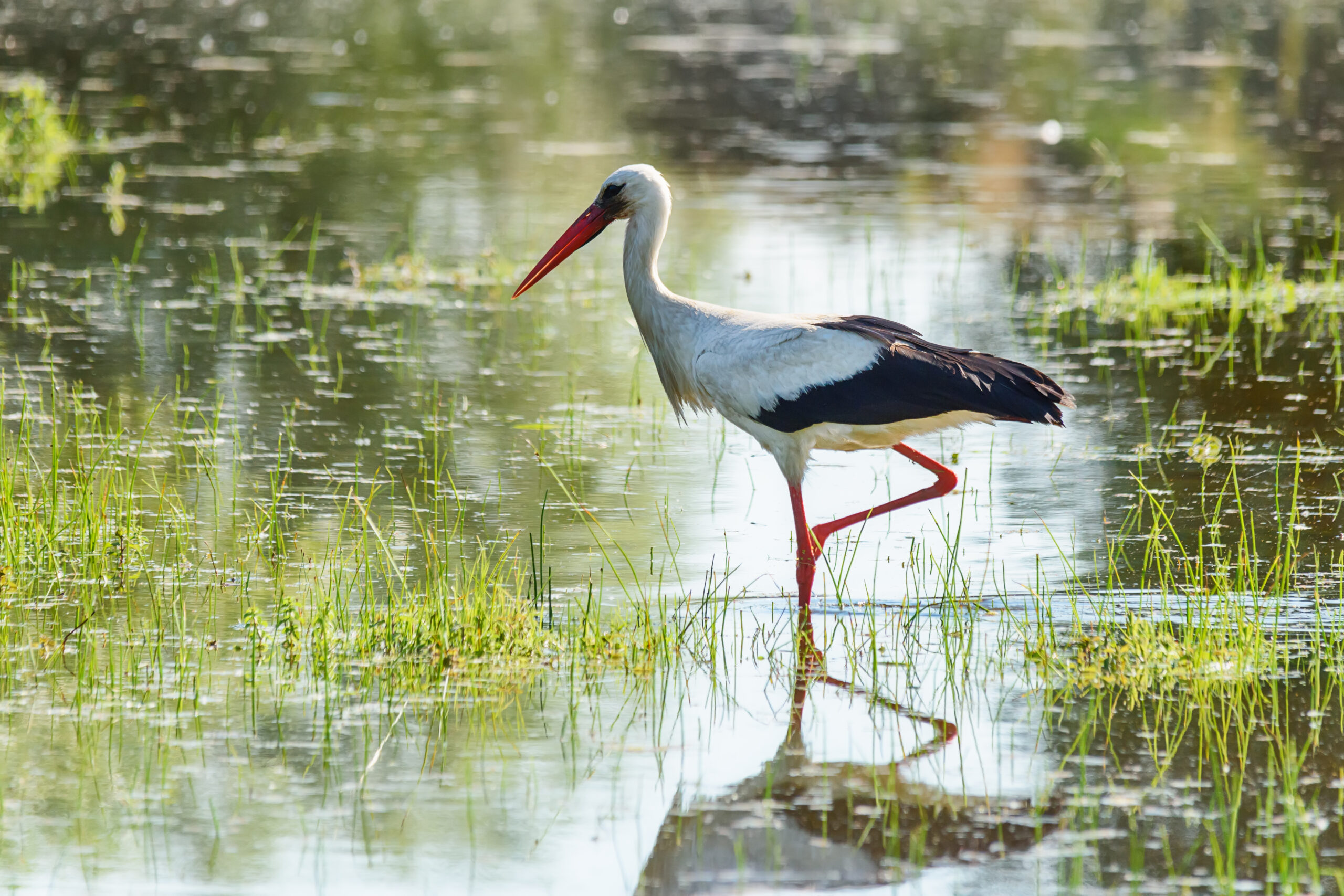 Don't miss Storks and Corks in Aiken, SC